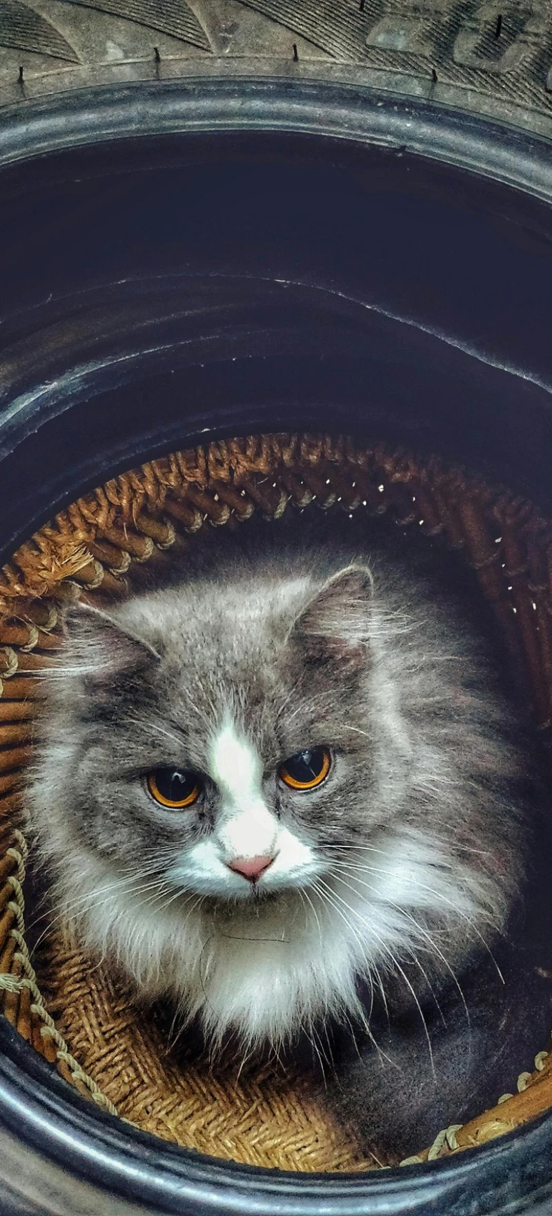 Majestic Persian Cat 4K Mobile Wallpaper