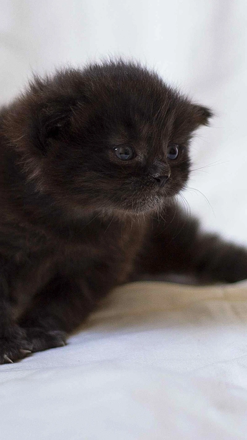 Tiny Black Kitten 4K Mobile Wallpaper
