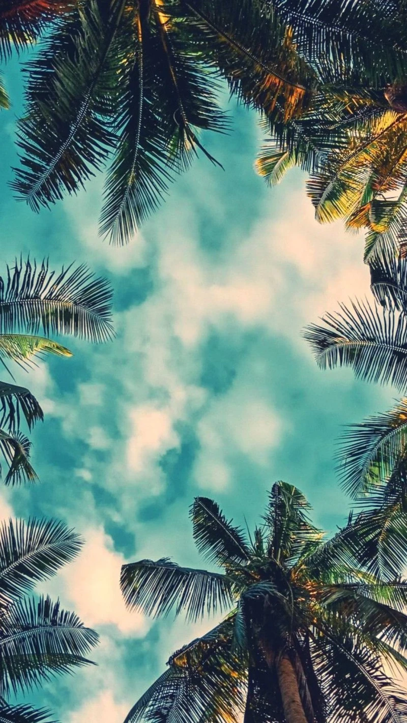 Tropical Paradise 4K Mobile Wallpaper