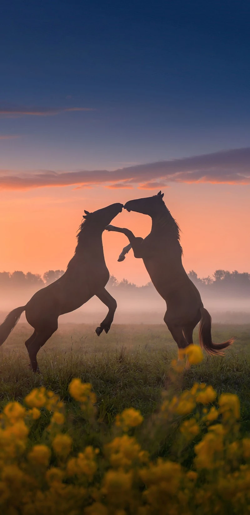 Horses Playfully Sparring at Sunrise 4K Mobile Wallpaper