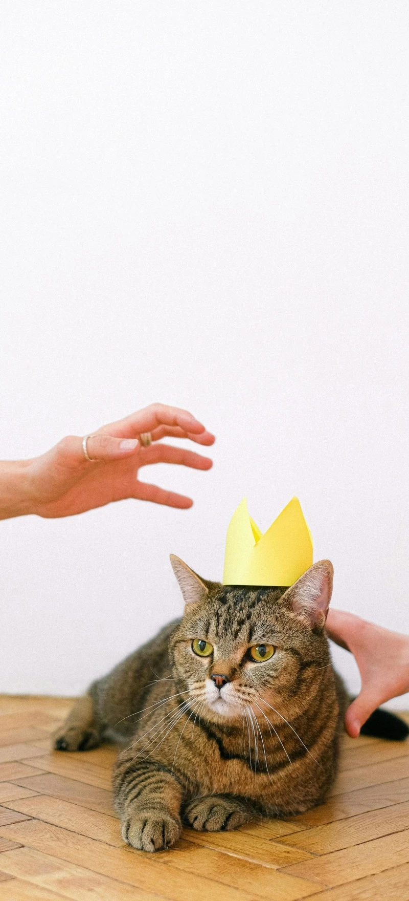 Cat Wearing a Crown 4K Mobile Wallpaper