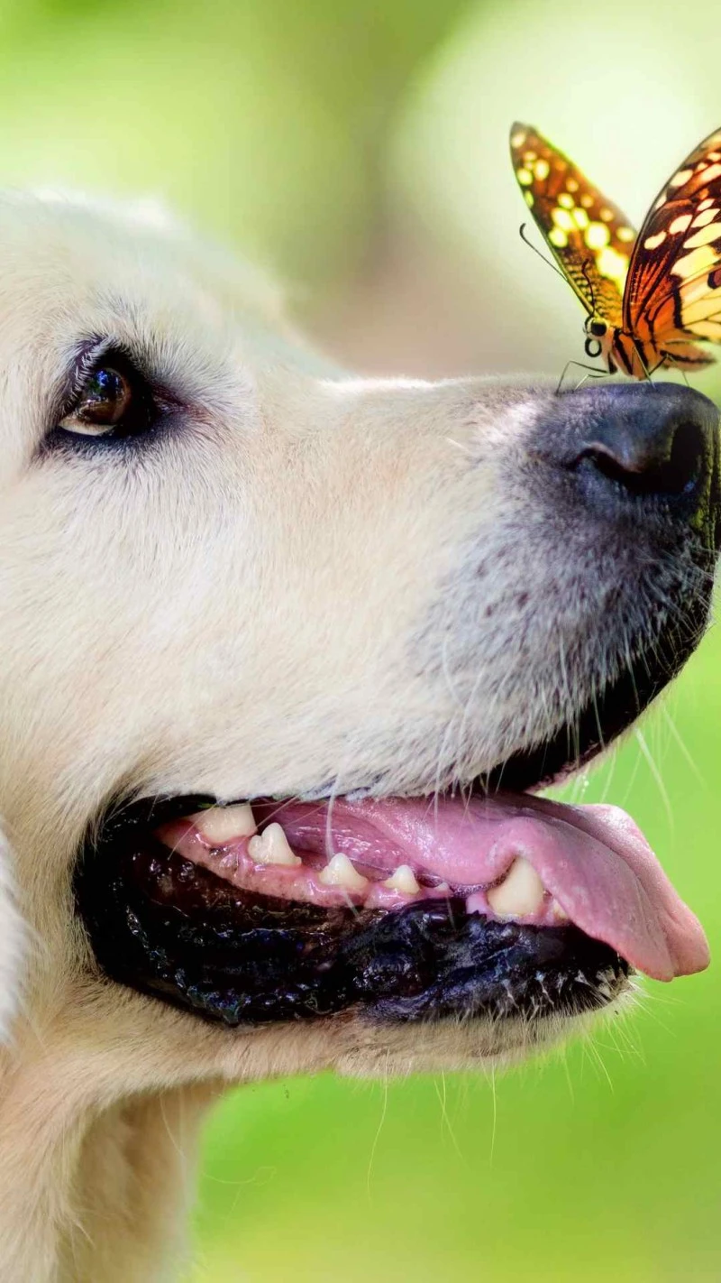 Golden Retriever and Butterfly 4K Mobile Wallpaper