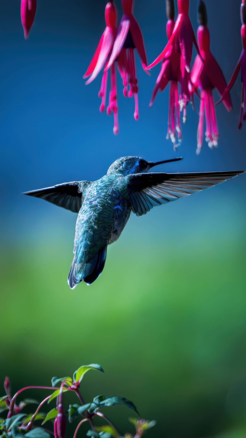 Hummingbird in Flight Near Flowers 4K Mobile Wallpaper