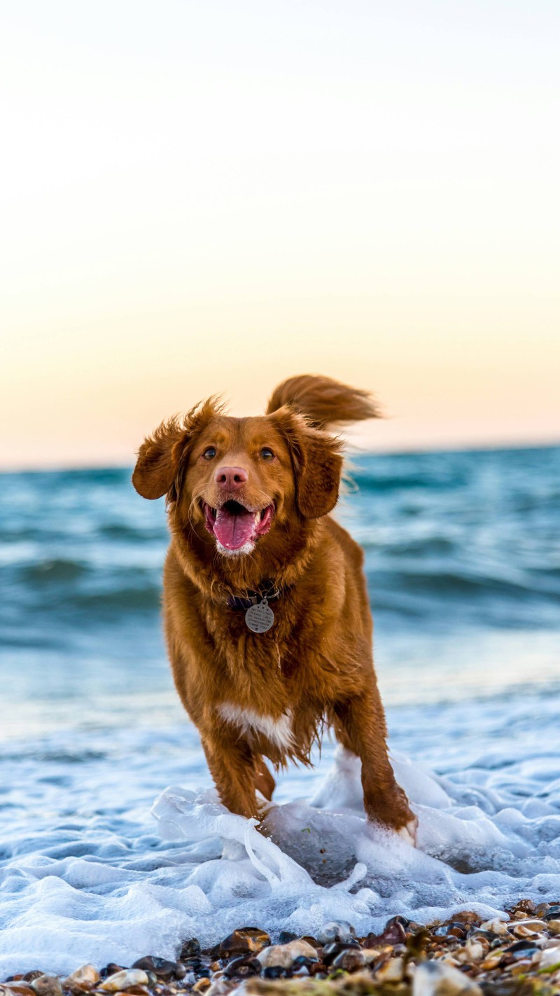 Dog Running on the Beach 4K Mobile Wallpaper