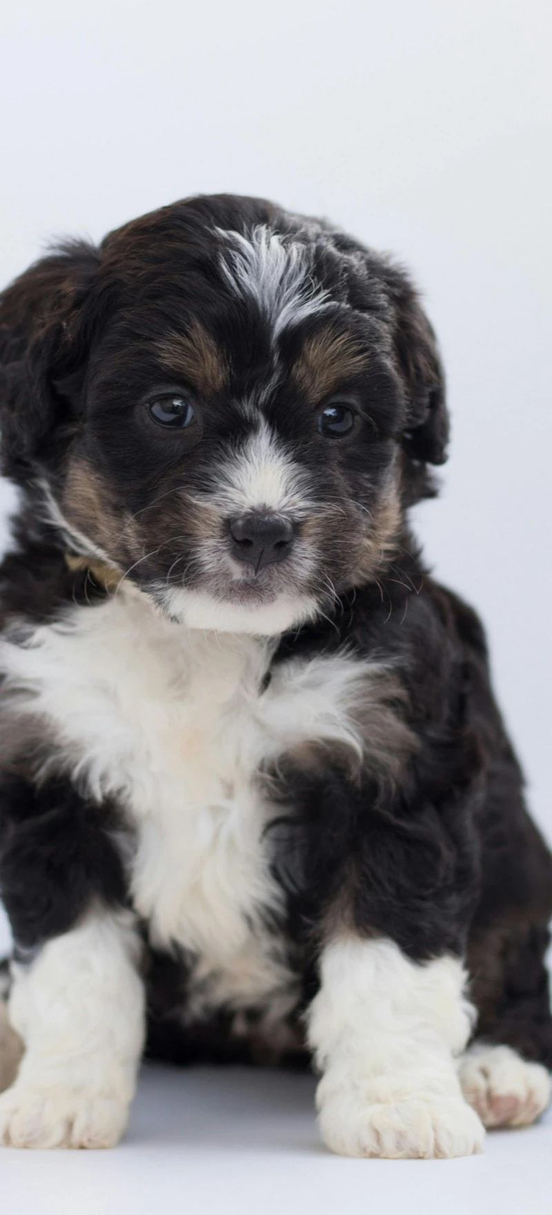 Adorable Fluffy Puppy 4K Mobile Wallpaper