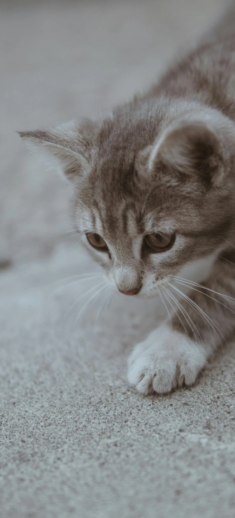 Curious Grey Kitten 4K Mobile Wallpaper