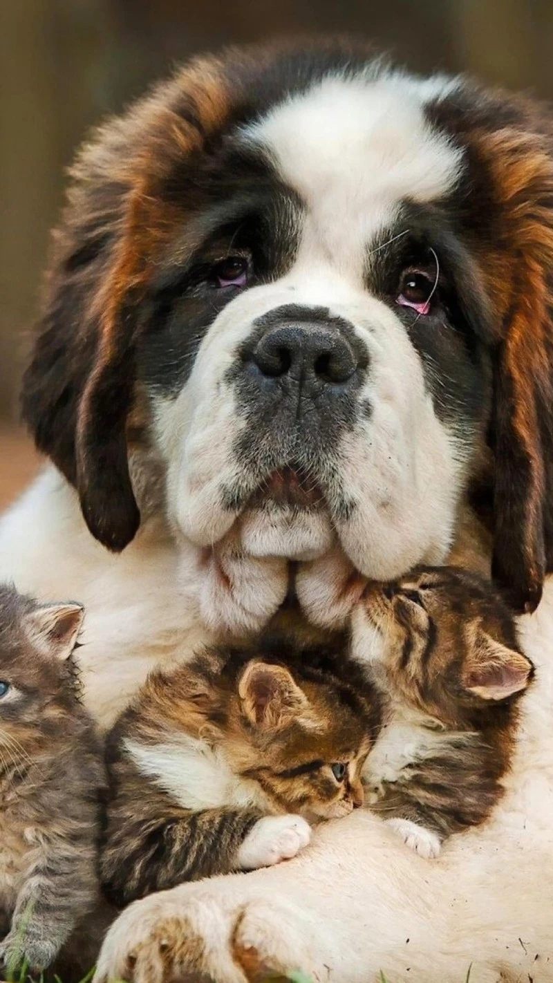 Saint Bernard and Kittens 4K Mobile Wallpaper