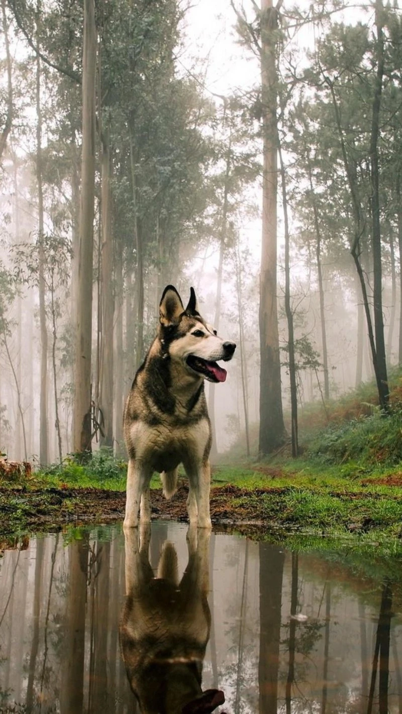 Husky in Misty Forest 4K Mobile Wallpaper