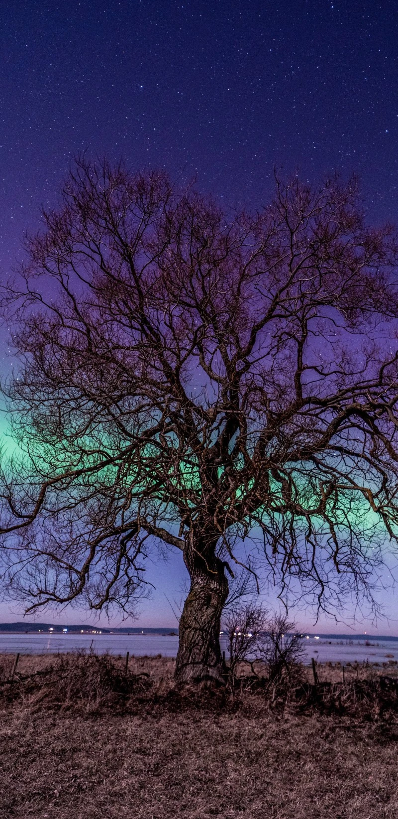 Majestic Aurora and Ancient Tree 4K Mobile Wallpaper