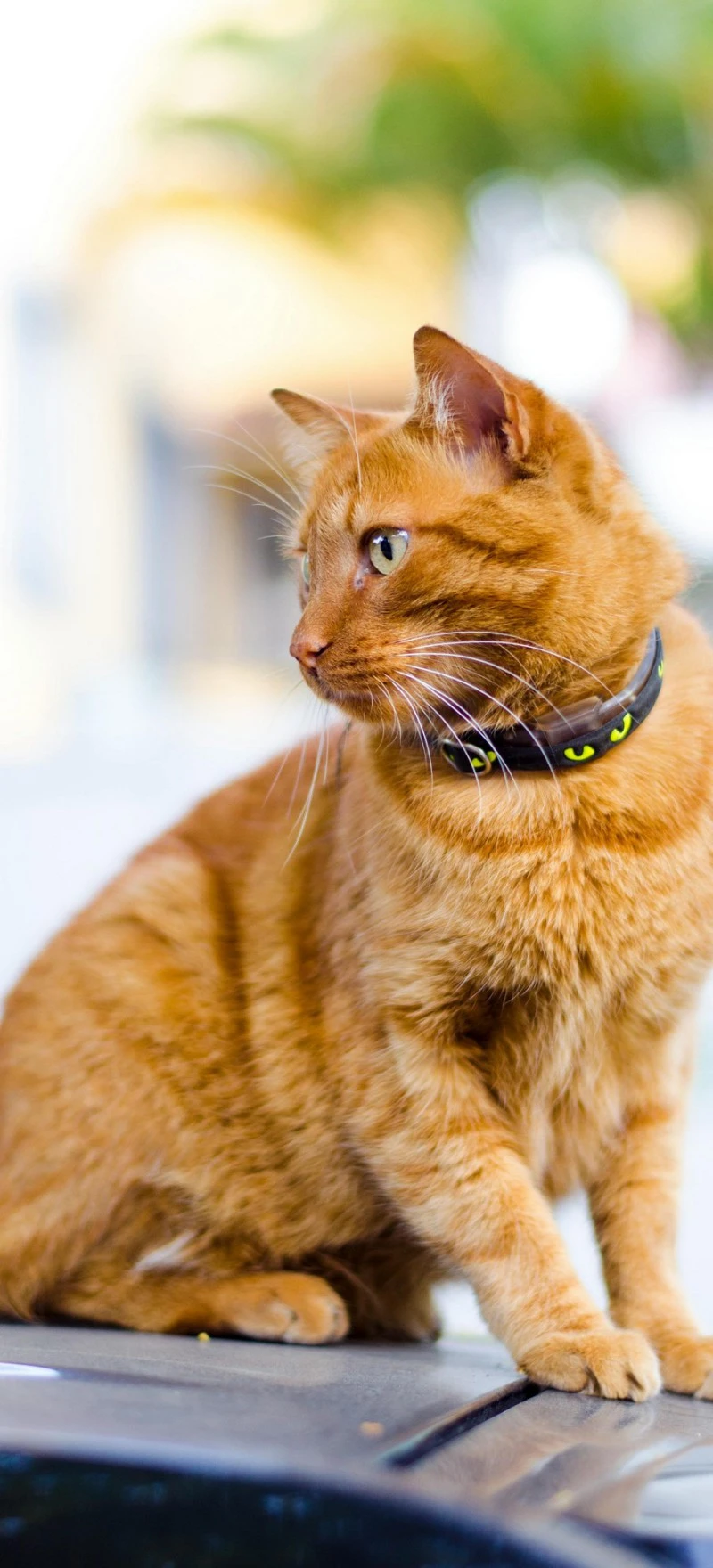 Ginger Cat on Car 4K Mobile Wallpaper