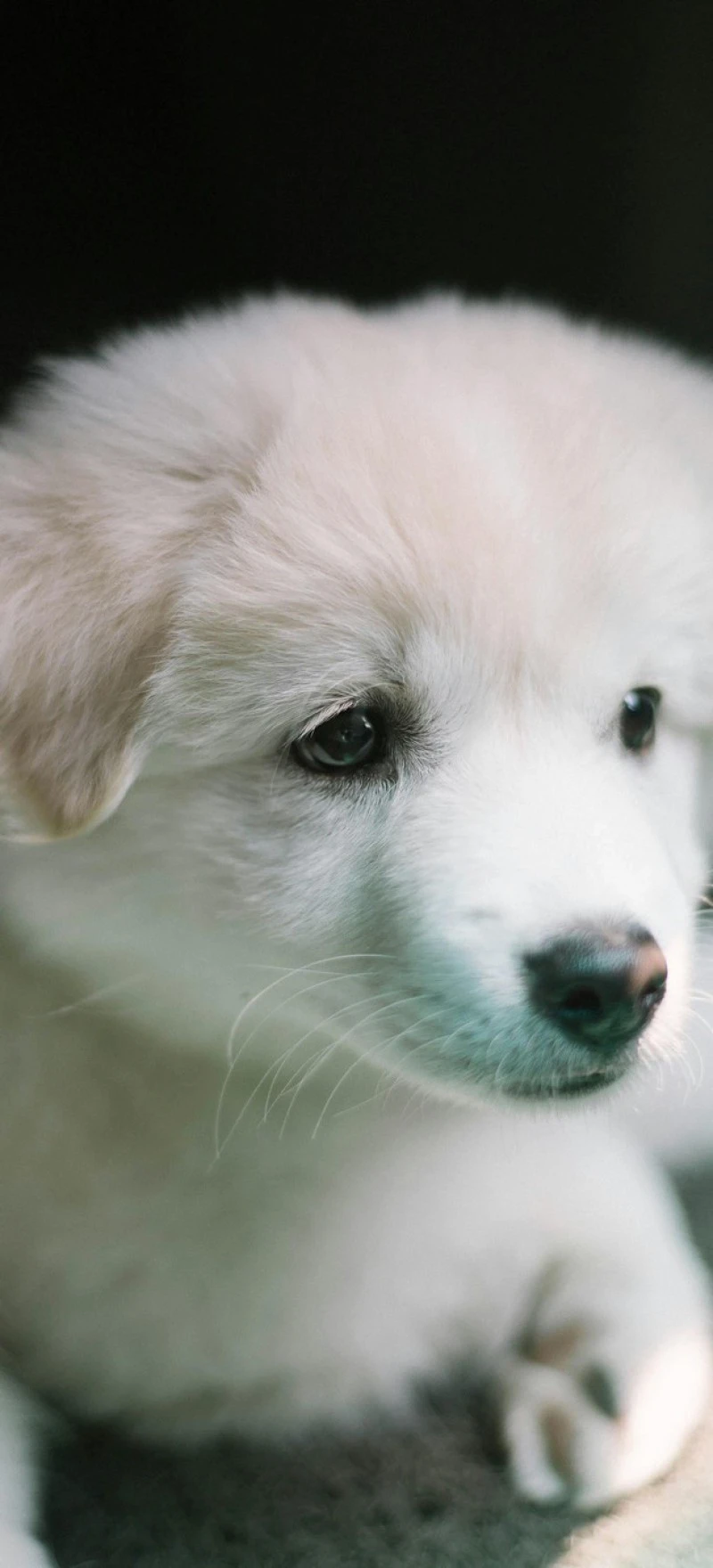 Adorable White Puppy 4K Mobile Wallpaper