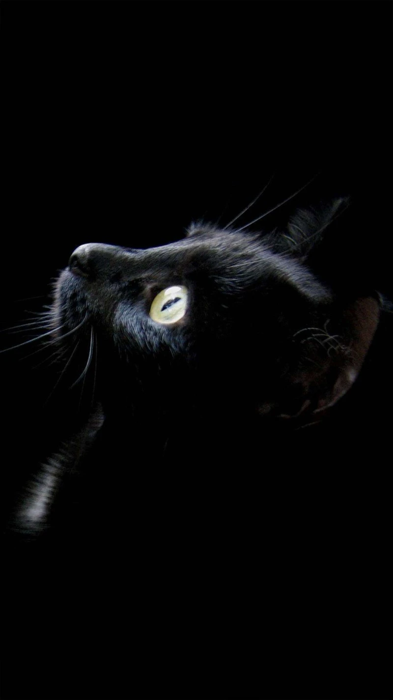 Mysterious Gaze 4K Mobile Wallpaper