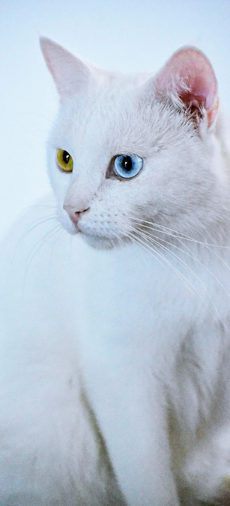 Elegant White Cat with Heterochromia 4K Mobile Wallpaper