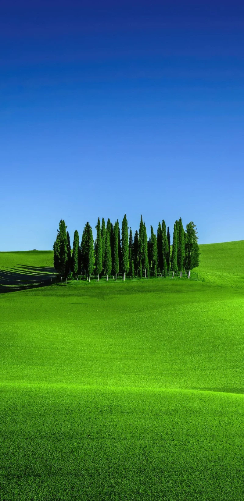 Tuscan Cypress Trees in Rolling Green Fields 4K Mobile Wallpaper