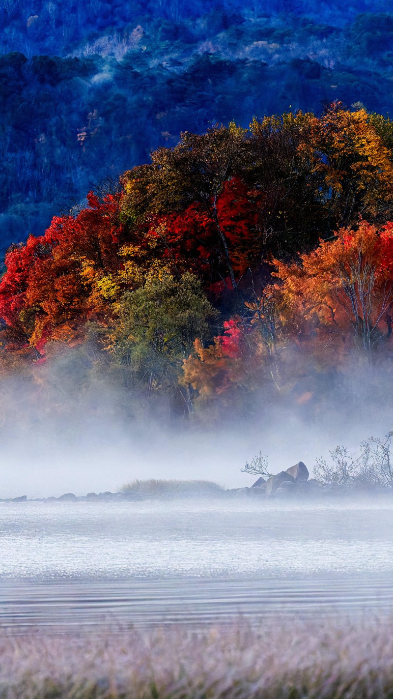 4K mobile wallpaper Misty Autumn Forest - high resolution for Android and iPhone