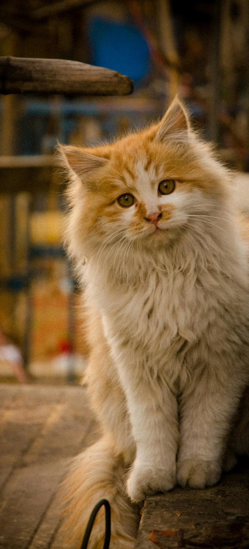 Adorable Fluffy Kitten 4K Mobile Wallpaper