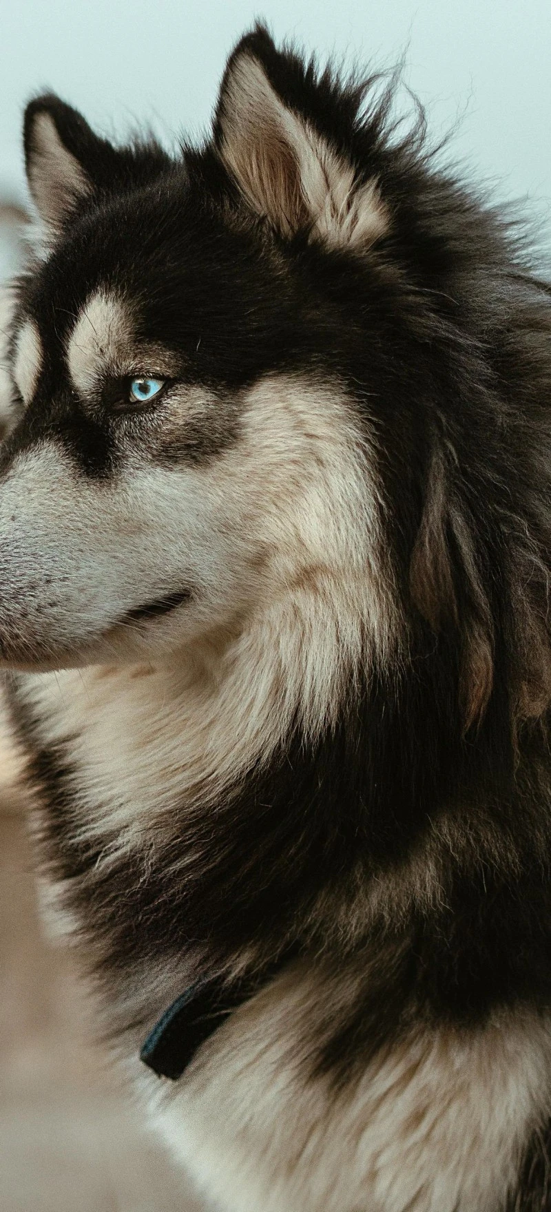 Majestic Husky with Striking Blue Eyes 4K Mobile Wallpaper